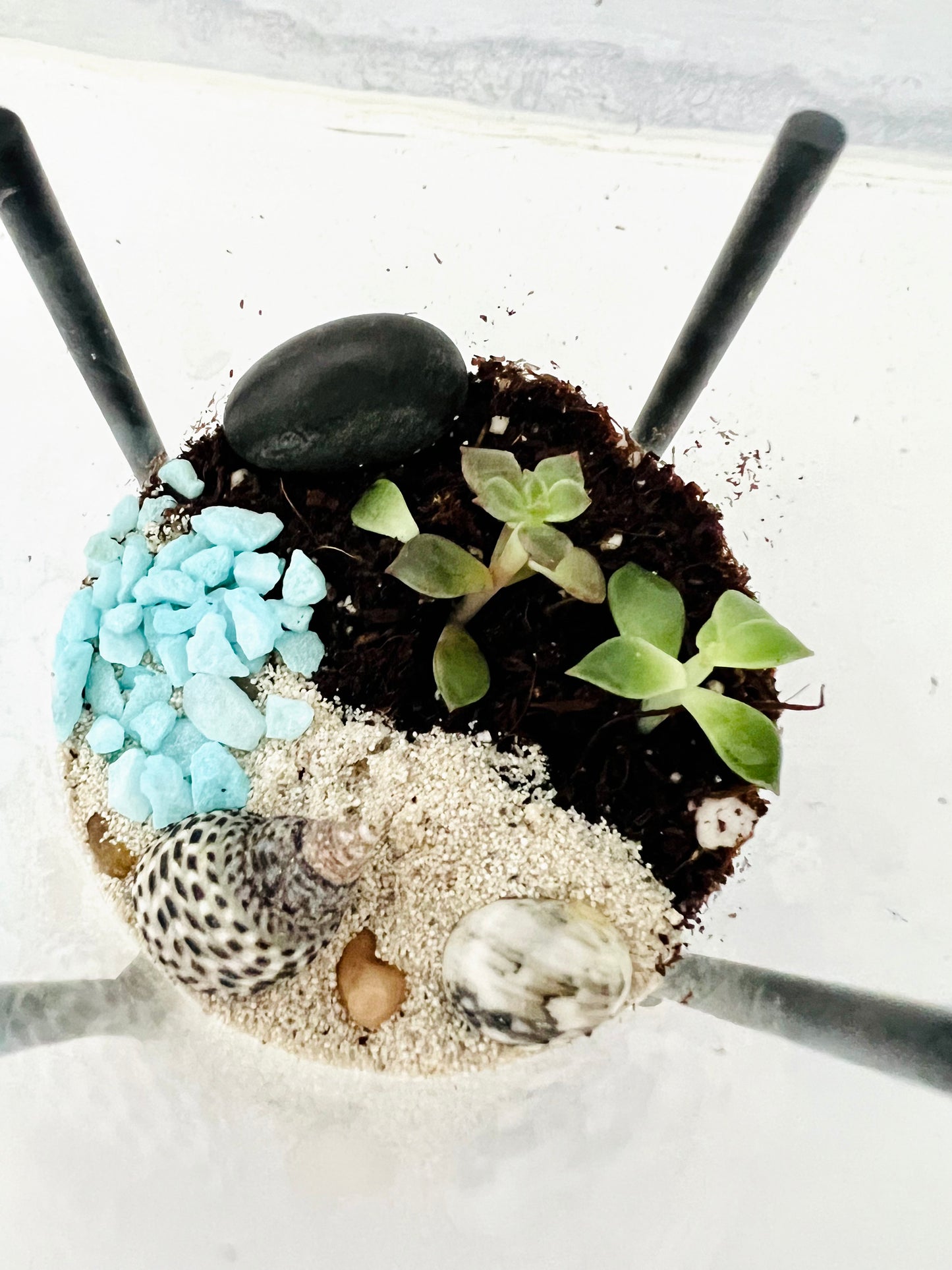 Land & Sea Beach Front, Micro Terrarium with stand