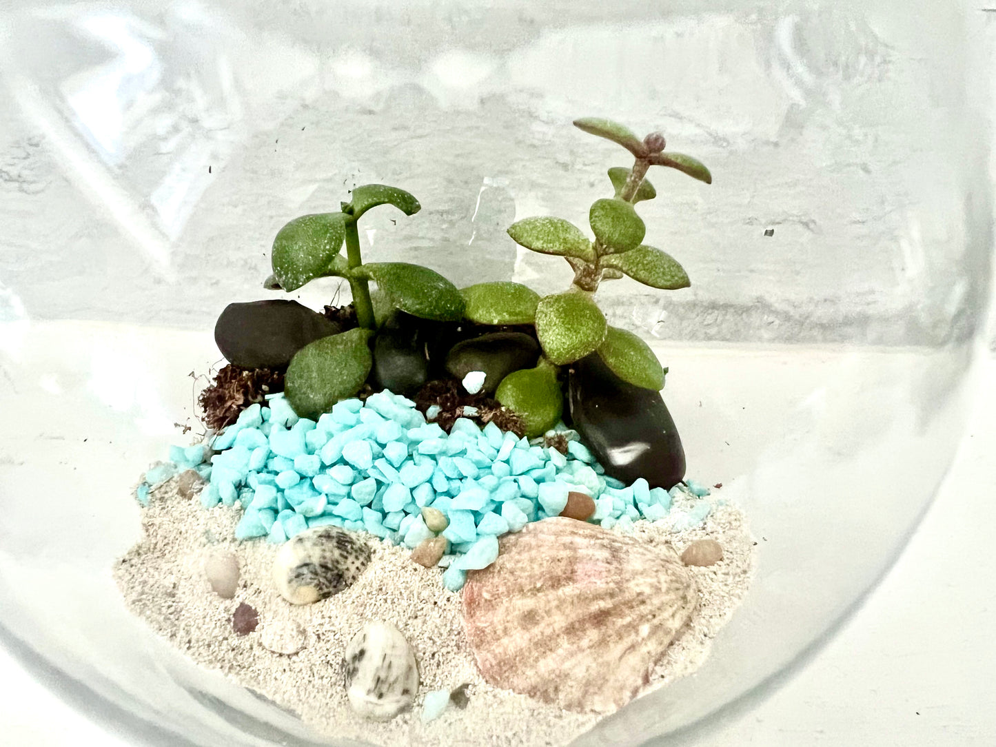 Land & Sea Beach Front, In Glass Vase